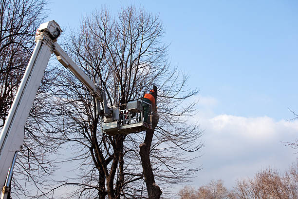 Wilmer, TX Tree Removal Services Company